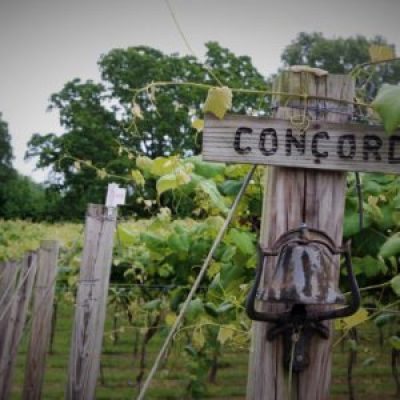DelMonaco Winery & Vineyards