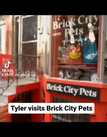 Brick City Pets