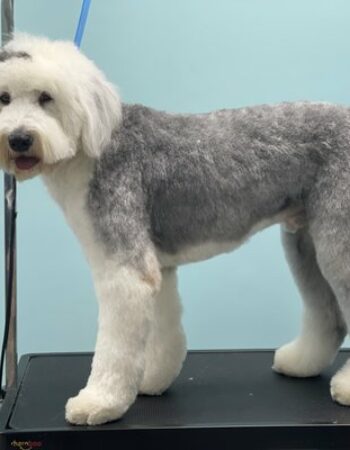 Shaggy Chic Dog Grooming And Boutique