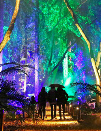 Enchanted: Forest of Light at Descanso Gardens