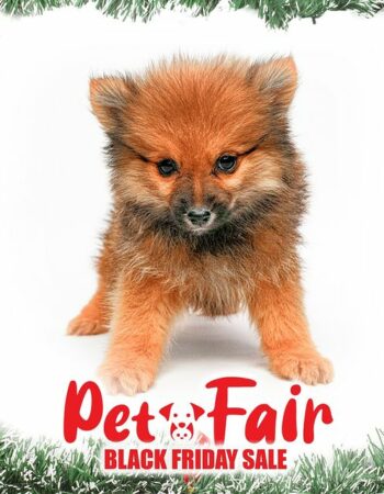 Pet Fair