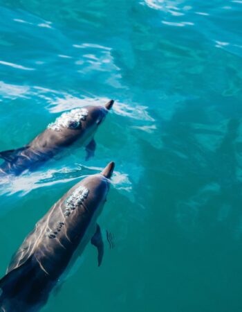 Cetacean Cruises