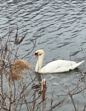 Middlesex Fells Reservation