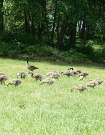 Middlesex Fells Reservation