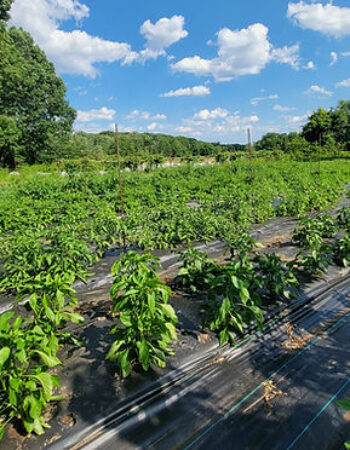 Meadow Mist Farm