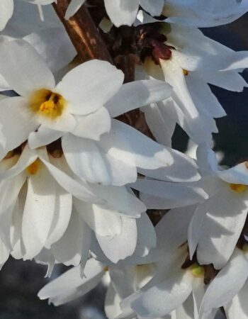 Arnold Arboretum