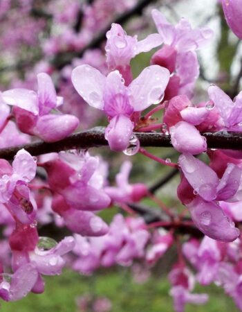 Arnold Arboretum