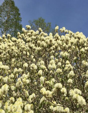 Arnold Arboretum