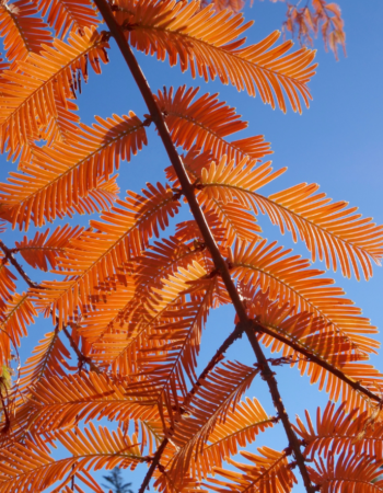 Arnold Arboretum