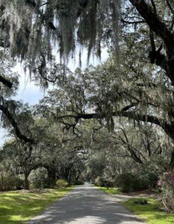 Magnolia Plantation & Gardens